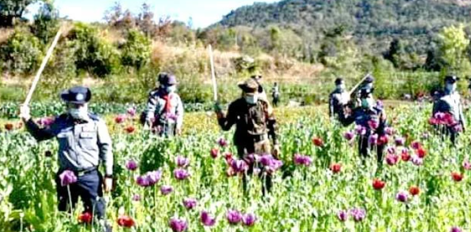 Myanmar Tetap Jadi Penghasil Opium Terbesar 2024 di Kawasan